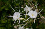 Spring spiderlily